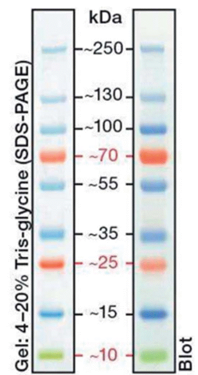 image-2 イメージングソリューション