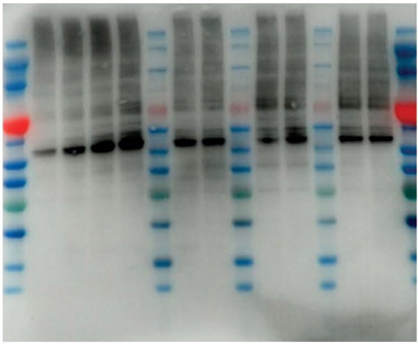image-3 イメージングソリューション